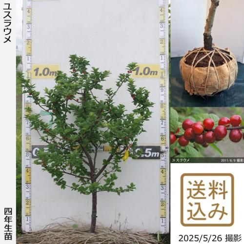 <img class='new_mark_img1' src='https://img.shop-pro.jp/img/new/icons14.gif' style='border:none;display:inline;margin:0px;padding:0px;width:auto;' />2025ǯͽʡġ楹饦()[Ϸ 2022ǯ:L]ռӡ