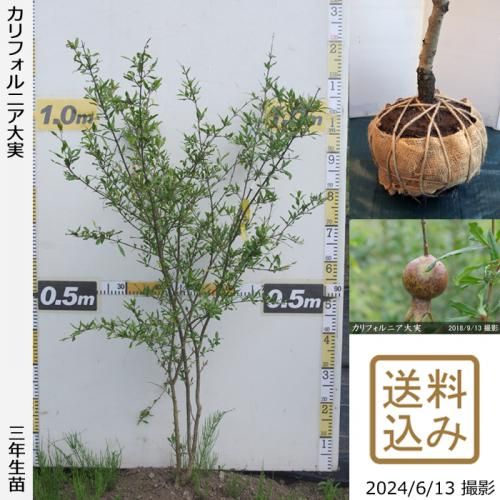 カリフォルニア大実 - 果樹苗木・成木通販の 特等大苗専門店 す カリフォルニア大実 - 果樹苗木・成木通販の 特等大苗専門店 す