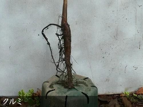 【2025年度予約商品】大苗◇