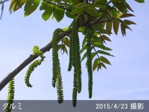 【2025年度予約商品】大苗◇