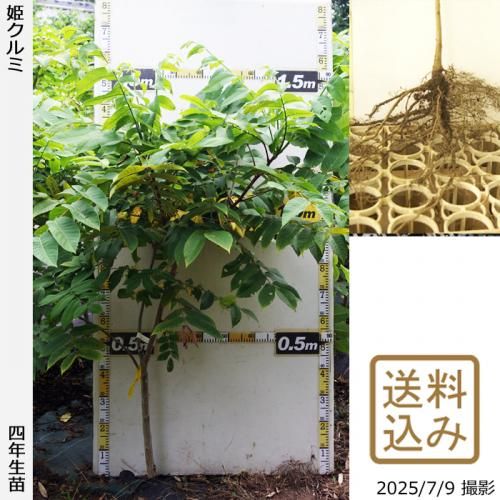 姫クルミの苗　2本　匿名配送 姫クルミの苗2本匿名配送