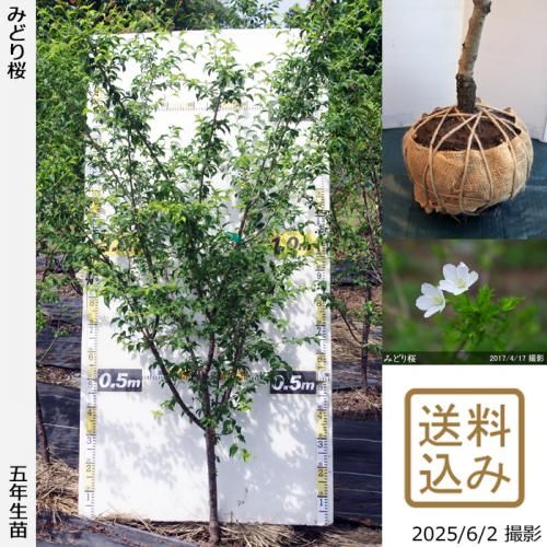 <img class='new_mark_img1' src='https://img.shop-pro.jp/img/new/icons14.gif' style='border:none;display:inline;margin:0px;padding:0px;width:auto;' />2025ǯͽʡġ()Ʀ[ߤɤ](ޥ᥶顦ߥɥꥶ)[Ϸ 2021ǯ:LL]緿