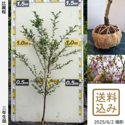 <img class='new_mark_img1' src='https://img.shop-pro.jp/img/new/icons14.gif' style='border:none;display:inline;margin:0px;padding:0px;width:auto;' />2025ǯͽʡ3ǯġ()Ʀ[](ޥ᥶顦ҥ襯)[Ϸ 2023ǯ:M]