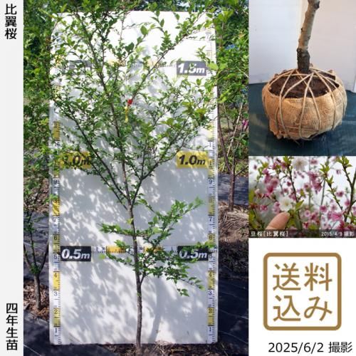 <img class='new_mark_img1' src='https://img.shop-pro.jp/img/new/icons14.gif' style='border:none;display:inline;margin:0px;padding:0px;width:auto;' />2025ǯͽʡġ()Ʀ[](ޥ᥶顦ҥ襯)[Ϸ 2022ǯ:L]