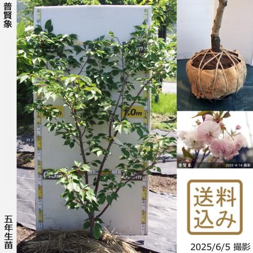 <img class='new_mark_img1' src='https://img.shop-pro.jp/img/new/icons14.gif' style='border:none;display:inline;margin:0px;padding:0px;width:auto;' />2025ǯͽʡġ()ḭ(ե󥾥)[Ϸ 2021ǯ:M]