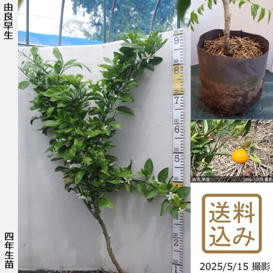 【順次出荷中】◇農薬不使用【エ
