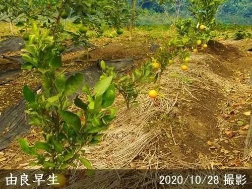 【2025年度予約商品】◇農薬