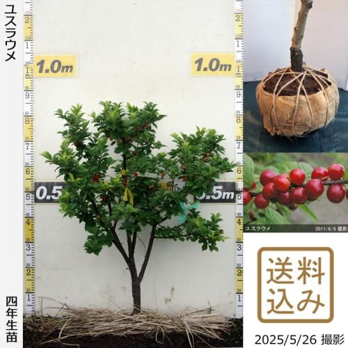 <img class='new_mark_img1' src='https://img.shop-pro.jp/img/new/icons14.gif' style='border:none;display:inline;margin:0px;padding:0px;width:auto;' />2025ǯͽʡġ楹饦()[Ϸ 2022ǯ:M]ռӡ