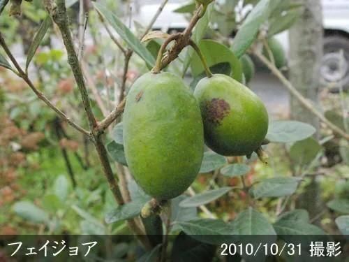 フェイジョア アポロの地中ポット苗 - 果樹苗・大苗・苗木販売の