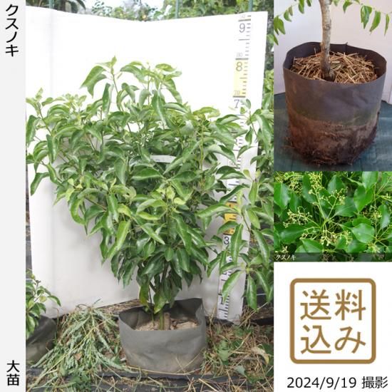 大苗◇クスノキ《農薬不使用20