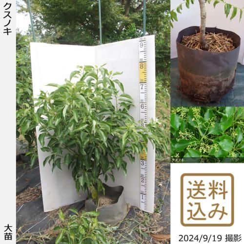 大苗◇クスノキ《農薬不使用20