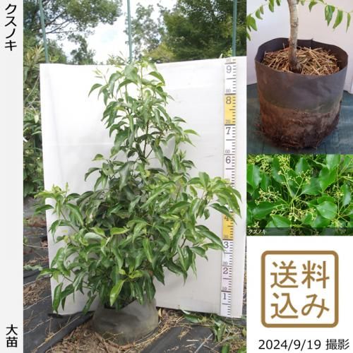 大苗◇クスノキ《農薬不使用20
