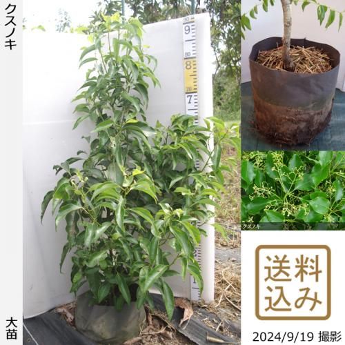 大苗◇クスノキ《農薬不使用20