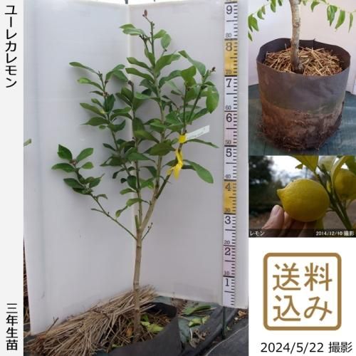 【受付出荷停止中】3年生苗◇柑