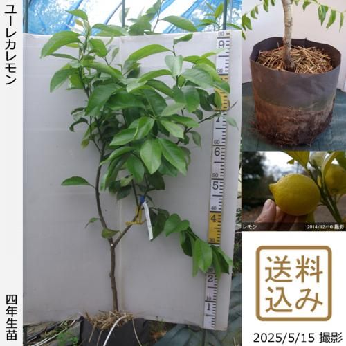 <img class='new_mark_img1' src='https://img.shop-pro.jp/img/new/icons14.gif' style='border:none;display:inline;margin:0px;padding:0px;width:auto;' />ڽ缡вۡԻѡڥॷﳲġ (ݦݨ)桼쥫[ݥå 2022ǯ:S]