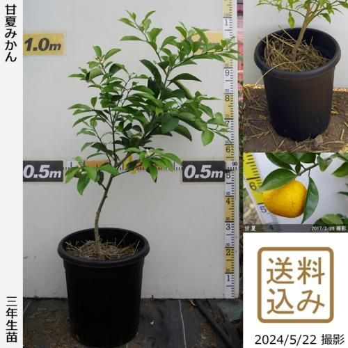 【順次出荷中】◇農薬不使用【エ