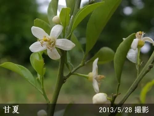 柑橘類 甘夏みかんの果樹鉢苗 - 果樹苗・大苗・苗木販売の隅田