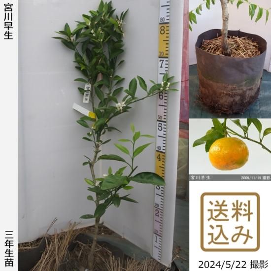 【順次出荷中】3年生苗◇柑橘類