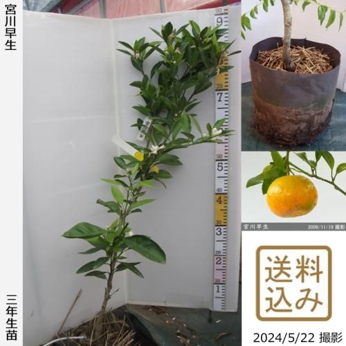 【順次出荷中】3年生苗◇柑橘類