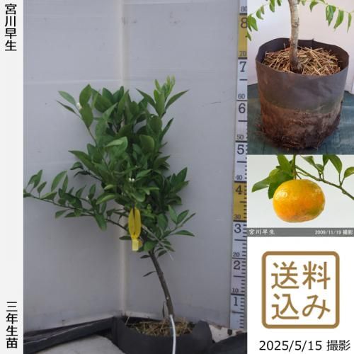 <img class='new_mark_img1' src='https://img.shop-pro.jp/img/new/icons14.gif' style='border:none;display:inline;margin:0px;padding:0px;width:auto;' />ڽ缡в3ǯġ ߤ [ݥå 2023ǯ:M]