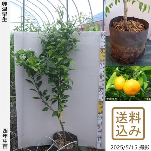 <img class='new_mark_img1' src='https://img.shop-pro.jp/img/new/icons14.gif' style='border:none;display:inline;margin:0px;padding:0px;width:auto;' />ڽ缡вۡԻѡڥॷﳲġ ߤ [ݥå 2022ǯ:M]ռӡ