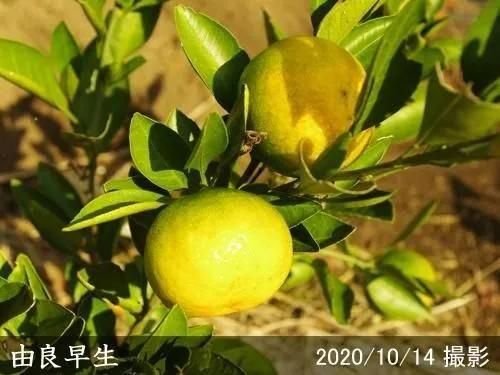 【2025年度予約商品】◇農薬