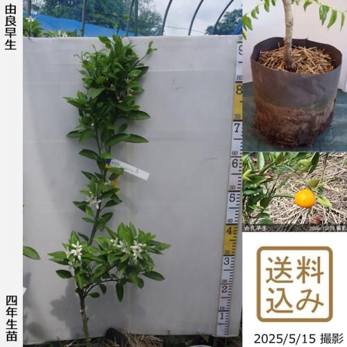 完売　天然＊野生のシュロの木/シュロの大木/棕櫚の木/苗木 完売 天然＊野生のシュロの木/シュロの大木/棕櫚の木/苗木