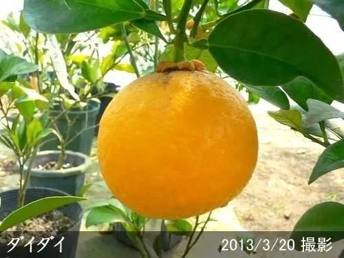 【順次出荷中】◇農薬不使用【エ
