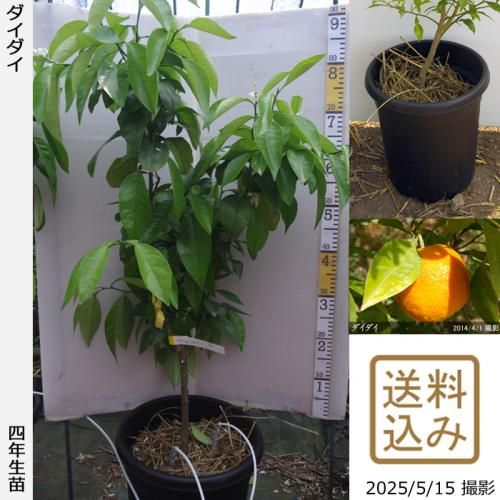 <img class='new_mark_img1' src='https://img.shop-pro.jp/img/new/icons14.gif' style='border:none;display:inline;margin:0px;padding:0px;width:auto;' />¨ȯǽۡԻѡڥॷﳲġ ()[̼ȭ 2022ǯ:M]ռӡ