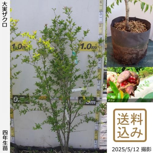 <img class='new_mark_img1' src='https://img.shop-pro.jp/img/new/icons14.gif' style='border:none;display:inline;margin:0px;padding:0px;width:auto;' />2025ǯͽʡġ¥()[ݥå 2022ǯ:M]
