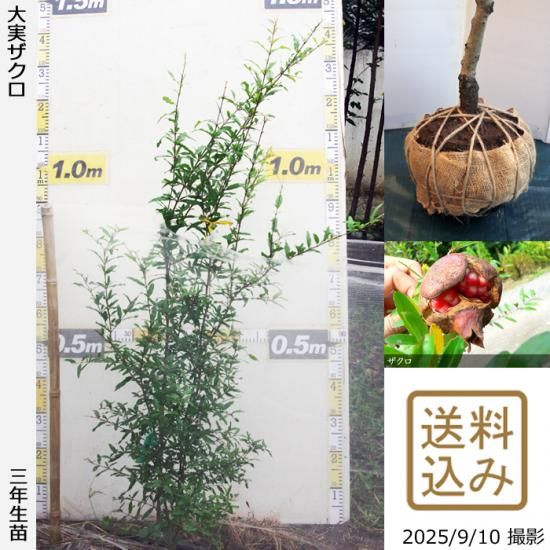 【2025年度予約商品】3年生