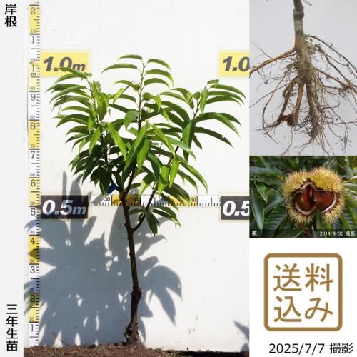 <img class='new_mark_img1' src='https://img.shop-pro.jp/img/new/icons14.gif' style='border:none;display:inline;margin:0px;padding:0px;width:auto;' />2025ǯͽʡ3ǯġ( )ߺ()[դ뤤 2023ǯ:S]ռӡ