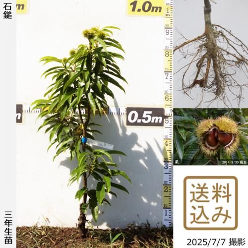 <img class='new_mark_img1' src='https://img.shop-pro.jp/img/new/icons14.gif' style='border:none;display:inline;margin:0px;padding:0px;width:auto;' />2025ǯͽʡ3ǯġ( )(Ť)[դ뤤 2023ǯ:S]ռӡ