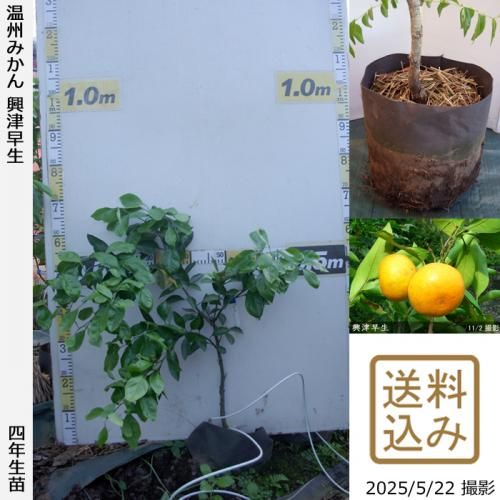 <img class='new_mark_img1' src='https://img.shop-pro.jp/img/new/icons14.gif' style='border:none;display:inline;margin:0px;padding:0px;width:auto;' />ڽ缡вۡԻѡڥॷﳲġ ߤ [ݥå 2022ǯ:S]ռӡ