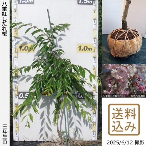 <img class='new_mark_img1' src='https://img.shop-pro.jp/img/new/icons14.gif' style='border:none;display:inline;margin:0px;padding:0px;width:auto;' />2025ǯͽʡ3ǯġ() ȬŹȤ[Ϸ 2023ǯ:S]