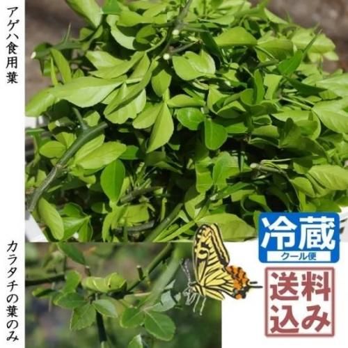 アゲハ幼虫の餌、岐阜産、柑橘類の夏の新葉、枝付きも可、