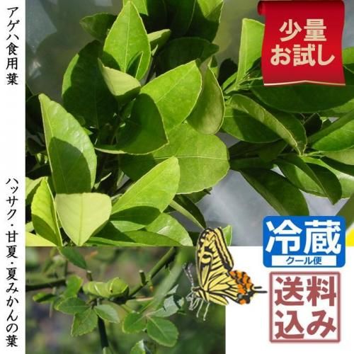 アゲハ食用葉 - 果樹苗木・成木通販の 特等大苗専門店 すだ農園