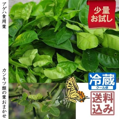 アゲハ食用葉 - 果樹苗木・成木通販の 特等大苗専門店 すだ農園