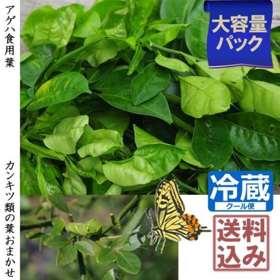 ¡Ú11/4-5½Ð²Ù¡Û¥¢¥²¥Ï¿©ÍÑ