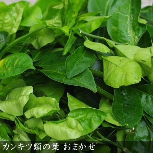 ¡Ú11/4-5½Ð²Ù¡Û¥¢¥²¥Ï¿©ÍÑ