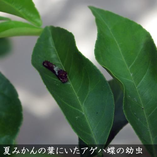 ¡Ú11/4-5½Ð²Ù¡Û¥¢¥²¥Ï¿©ÍÑ