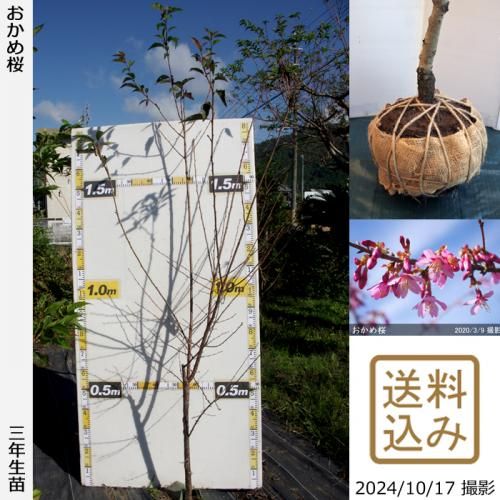 【2025年度予約商品】大苗◇