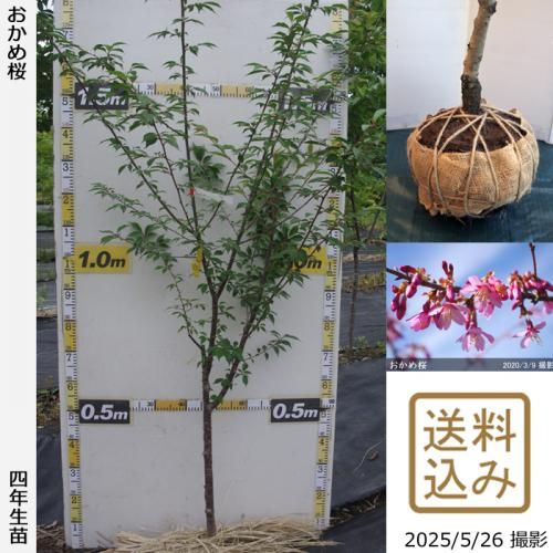 <img class='new_mark_img1' src='https://img.shop-pro.jp/img/new/icons14.gif' style='border:none;display:inline;margin:0px;padding:0px;width:auto;' />2025ǯͽʡġ()[Ϸ 2022ǯ:L]緿