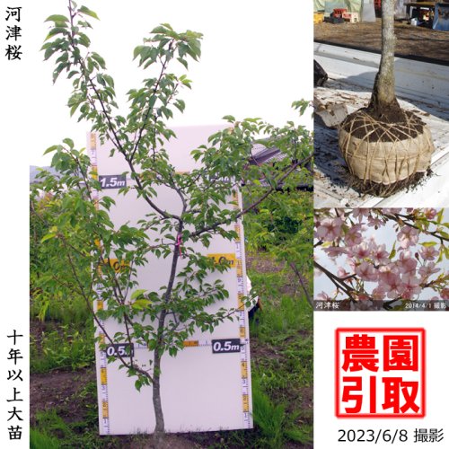 河津桜 サクラ 桜 しだれ桜の大苗 果樹苗 大苗 苗木販売の隅田農園 京都丹波