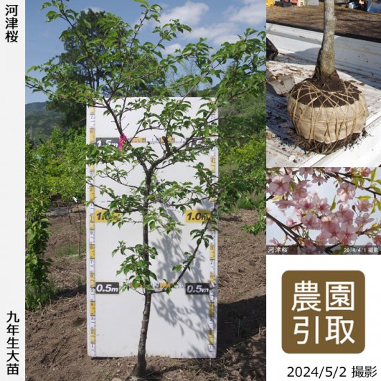 サクラ 桜 河津桜 カワヅザクラ 二年生苗 果樹苗 大苗 苗木販売の隅田農園 京都亀岡