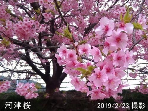 【2025年度予約商品】大苗◇