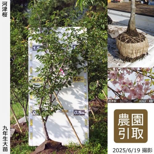 <img class='new_mark_img1' src='https://img.shop-pro.jp/img/new/icons14.gif' style='border:none;display:inline;margin:0px;padding:0px;width:auto;' />2025ǯͽʡġ() ź(ť)[Ϸ 2017ǯ:3L]Τ