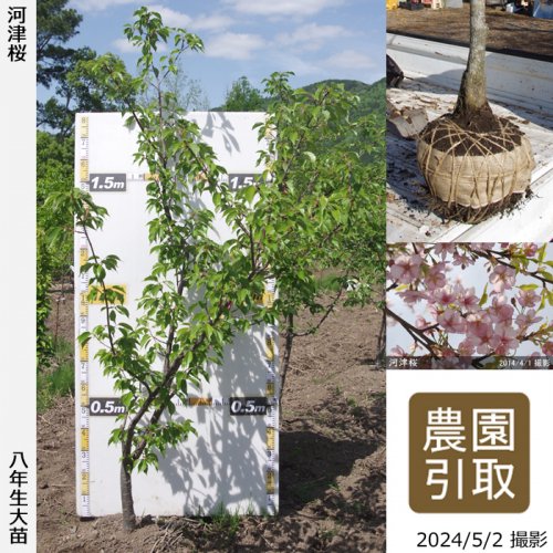 サクラ(桜) 河津桜(カワヅザクラ)地掘大苗 - 果樹苗・大苗・苗木販売の隅田農園@京都亀岡