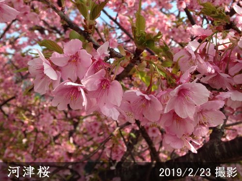 サクラ(桜) 河津桜(カワヅザクラ)地掘大苗 - 果樹苗・大苗・苗木販売の 