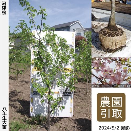 河津桜 サクラ 桜 しだれ桜の大苗 果樹苗 大苗 苗木販売の隅田農園 京都丹波